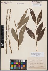 Salix burjatica Nasarow